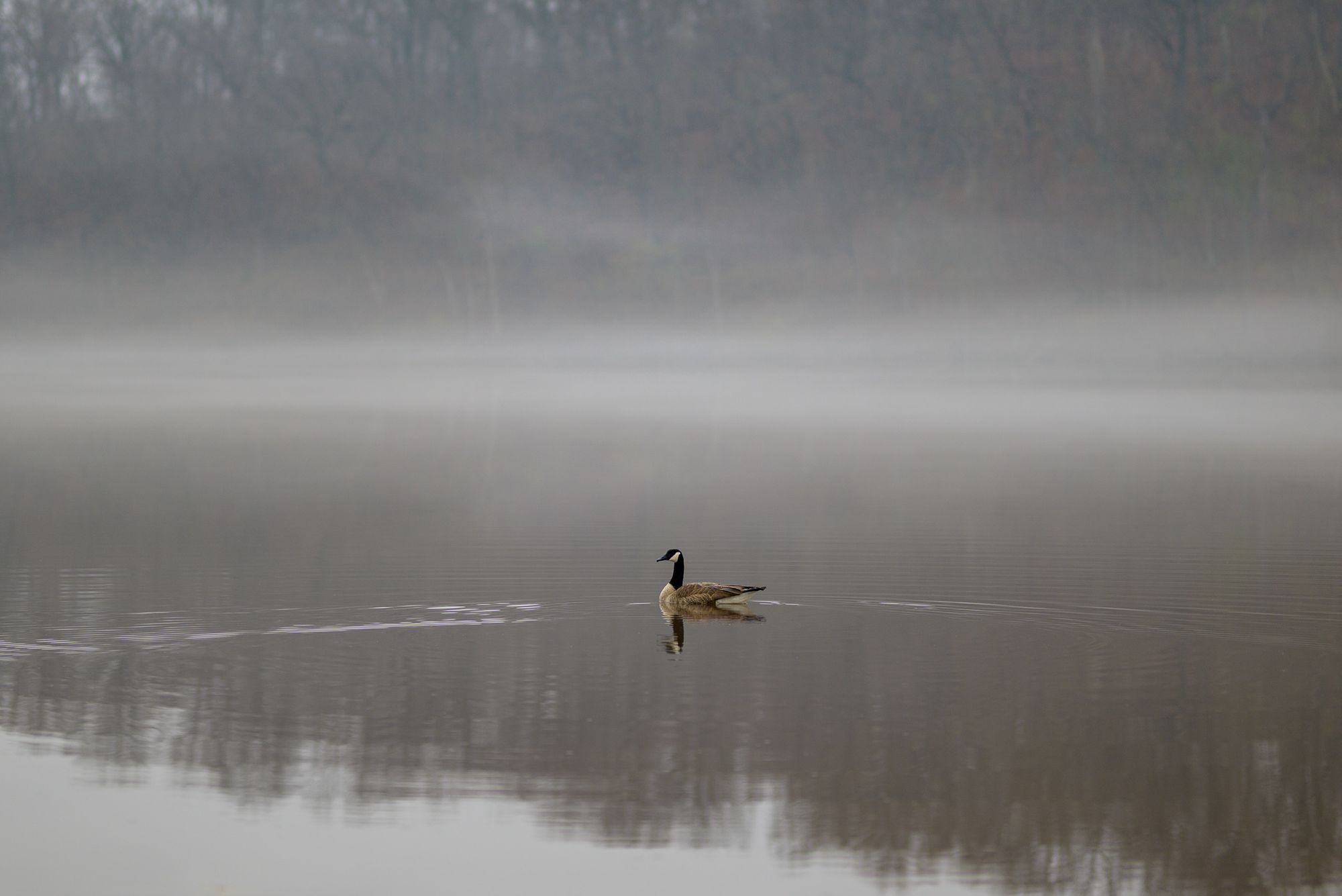 Goose in the fog