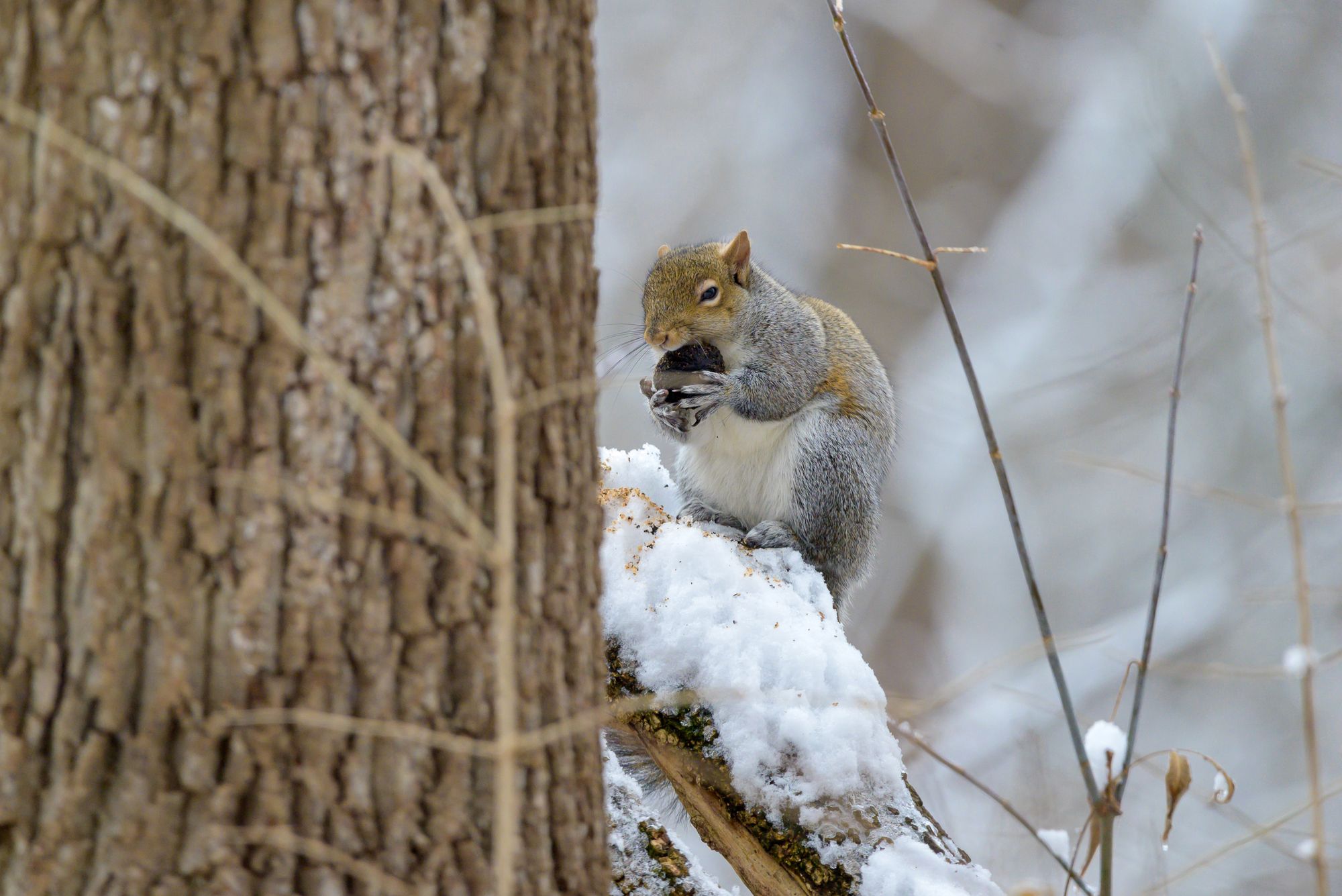 Winter wildlife