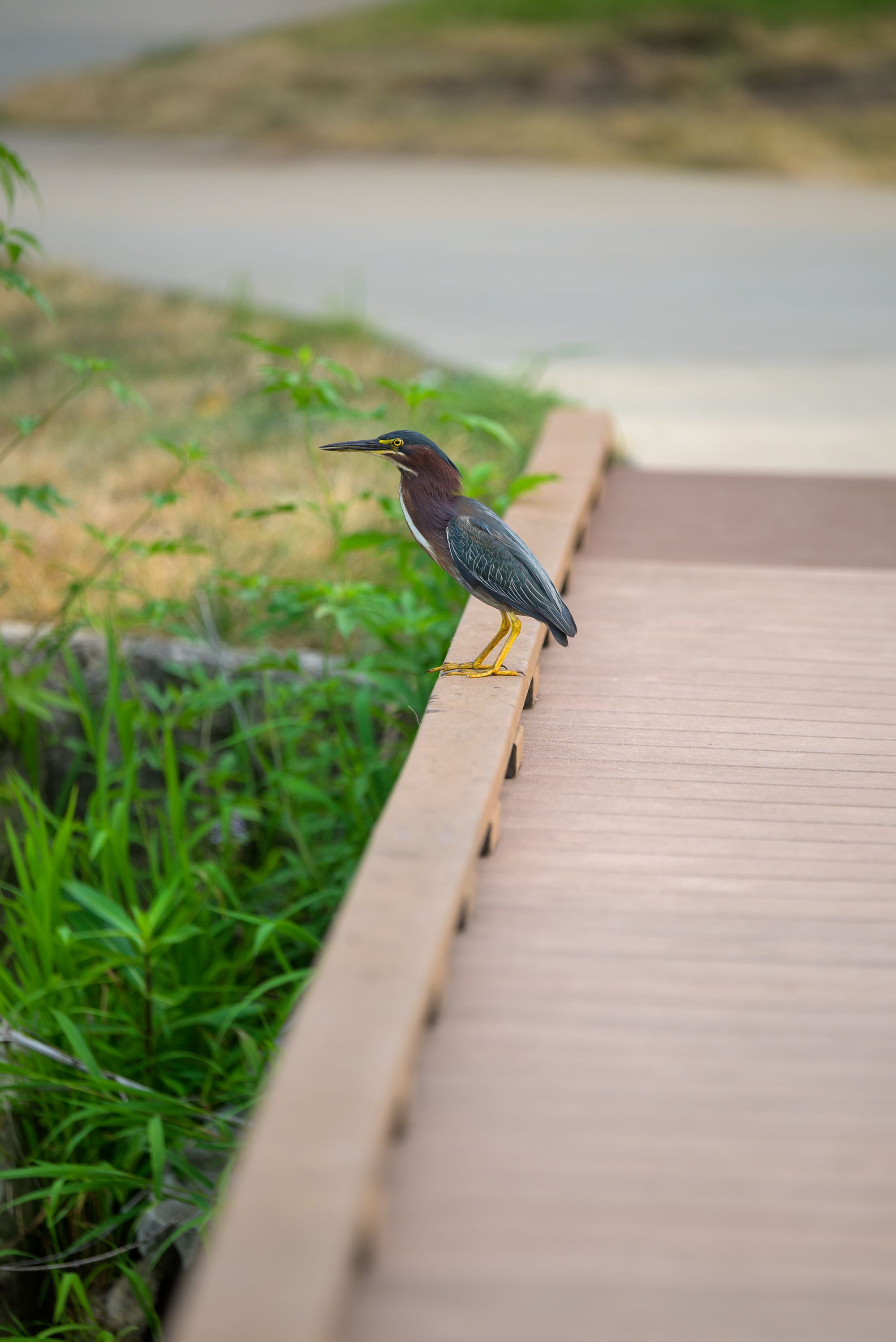 Green heron