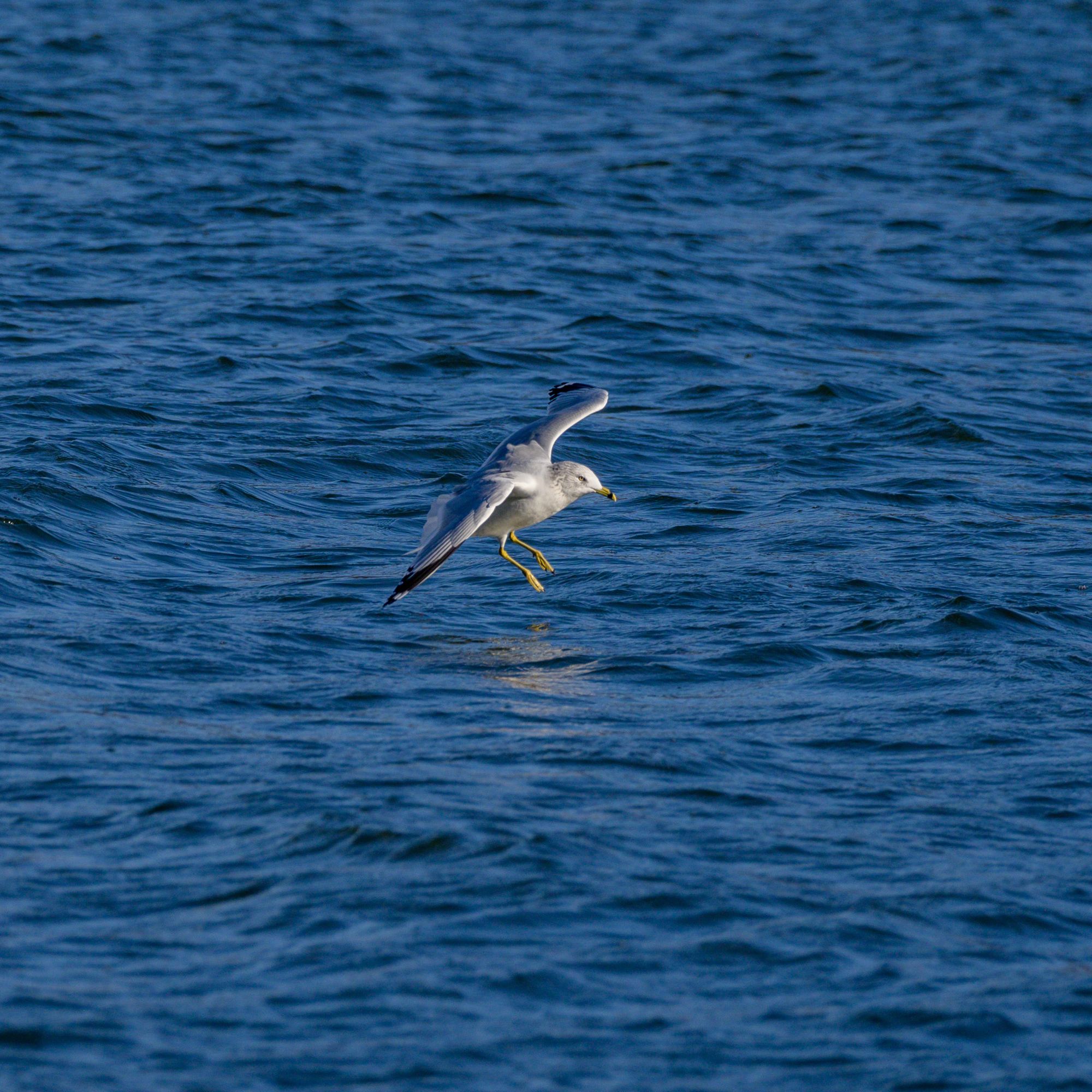 Ring-billed gull