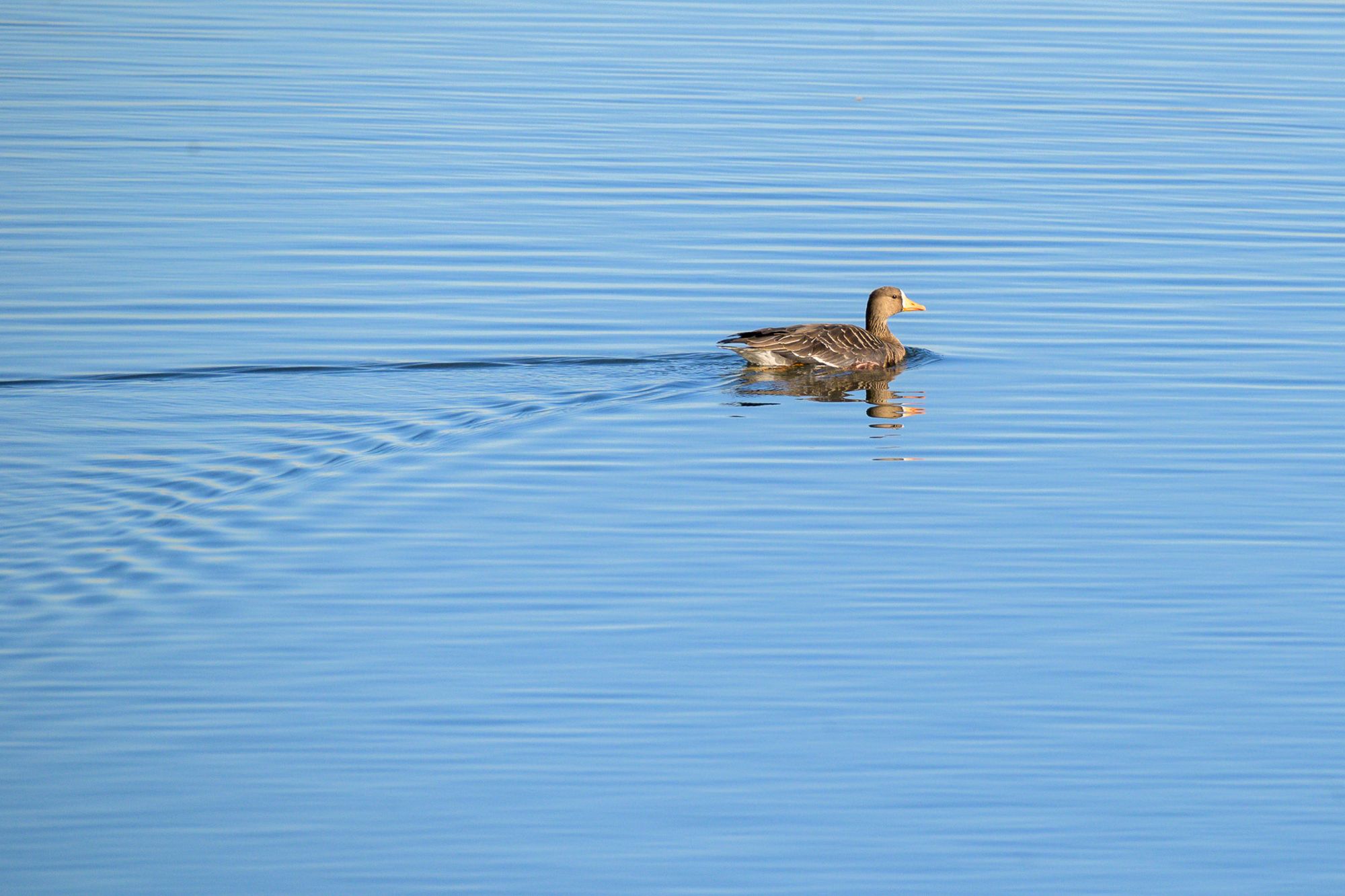 Greater White-fronted goose