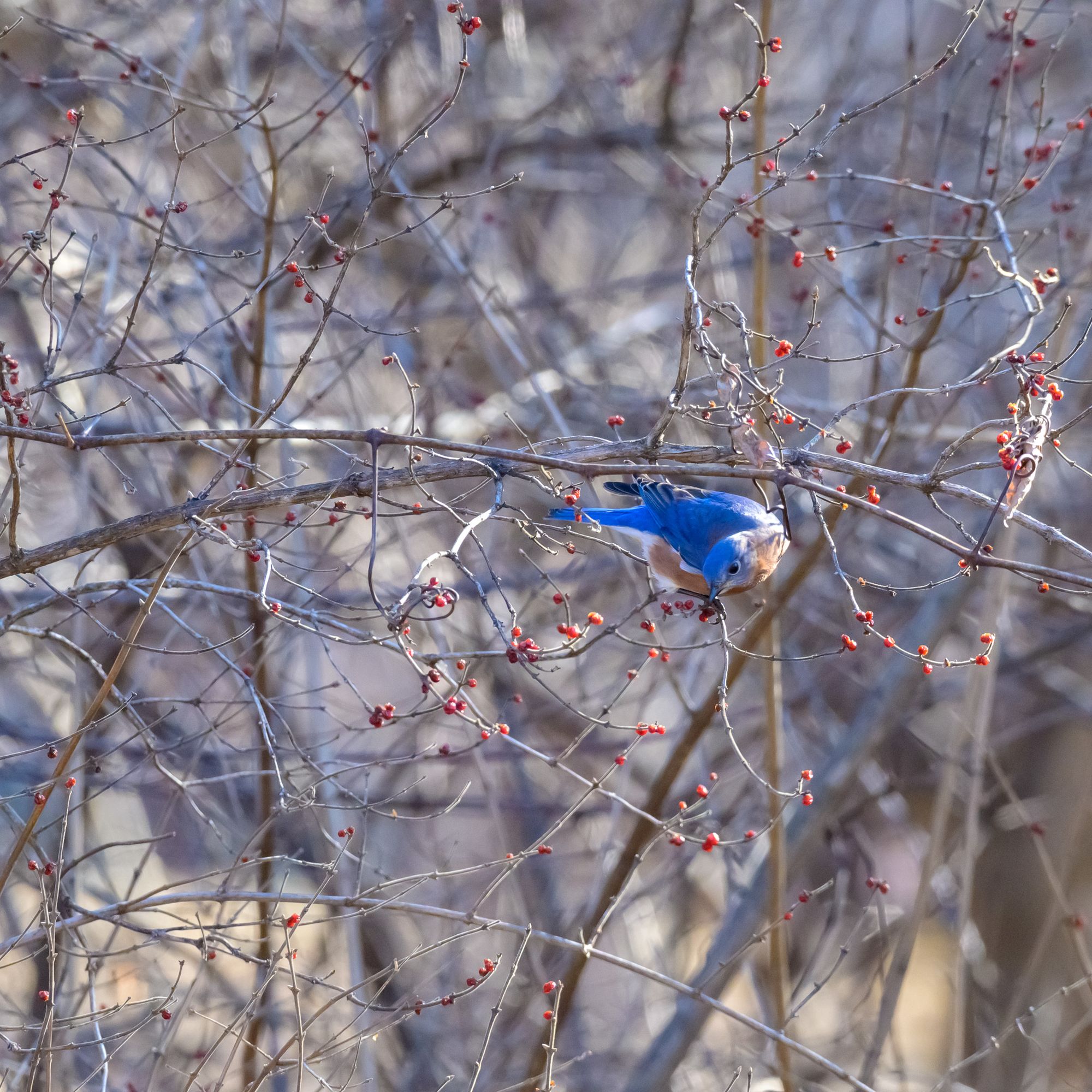 Eastern bluebird