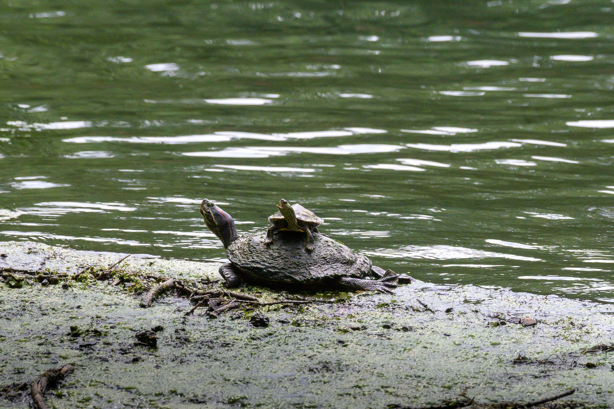 Sunning turtles