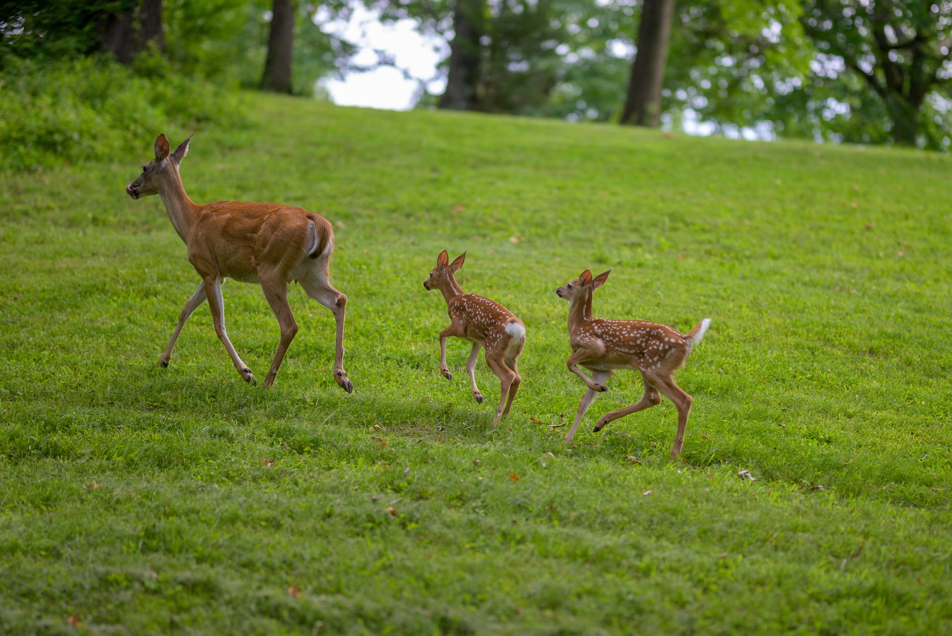 Fawns