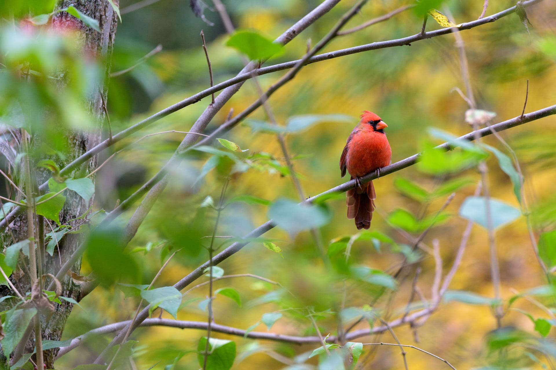 Cardinal