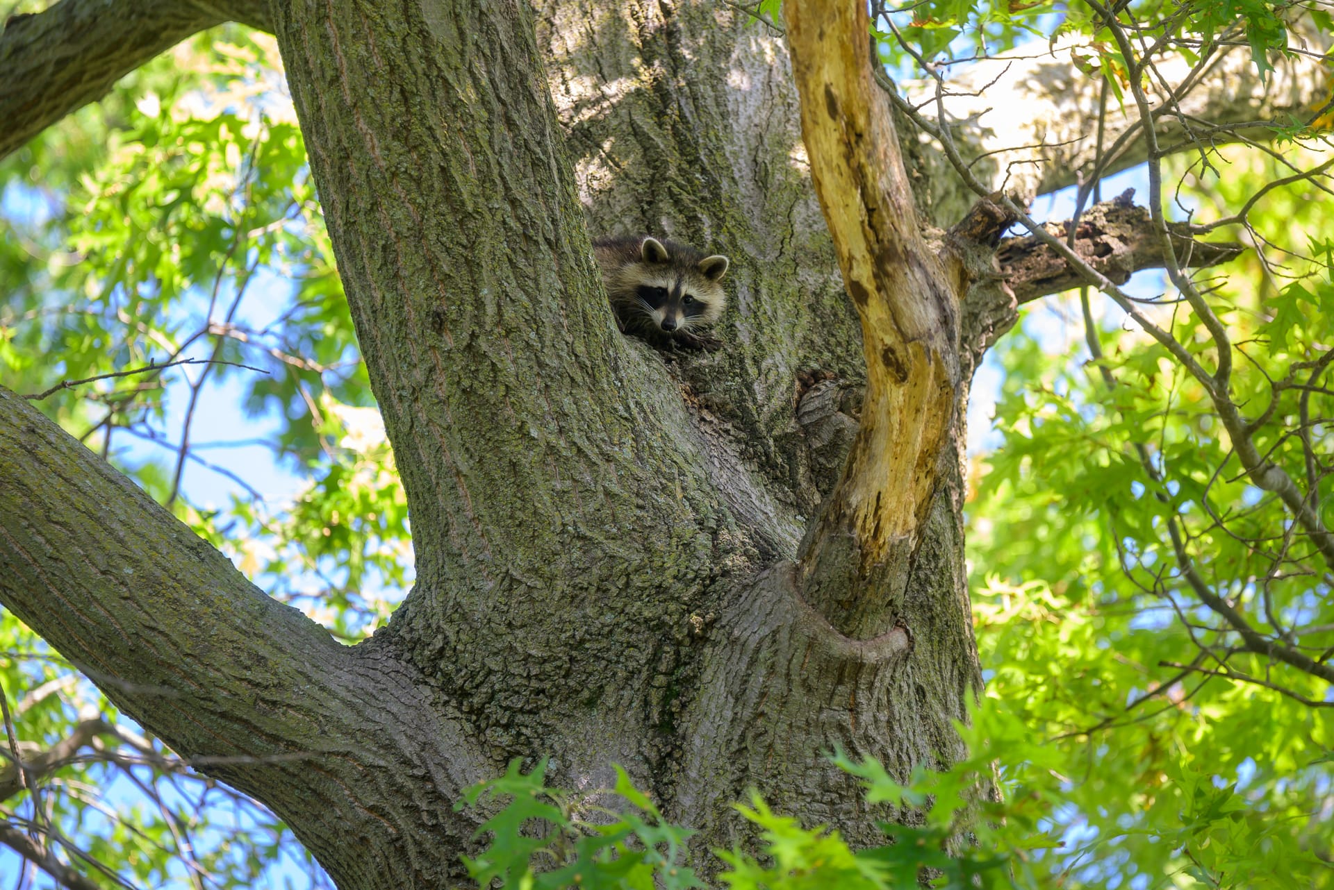 Raccoons