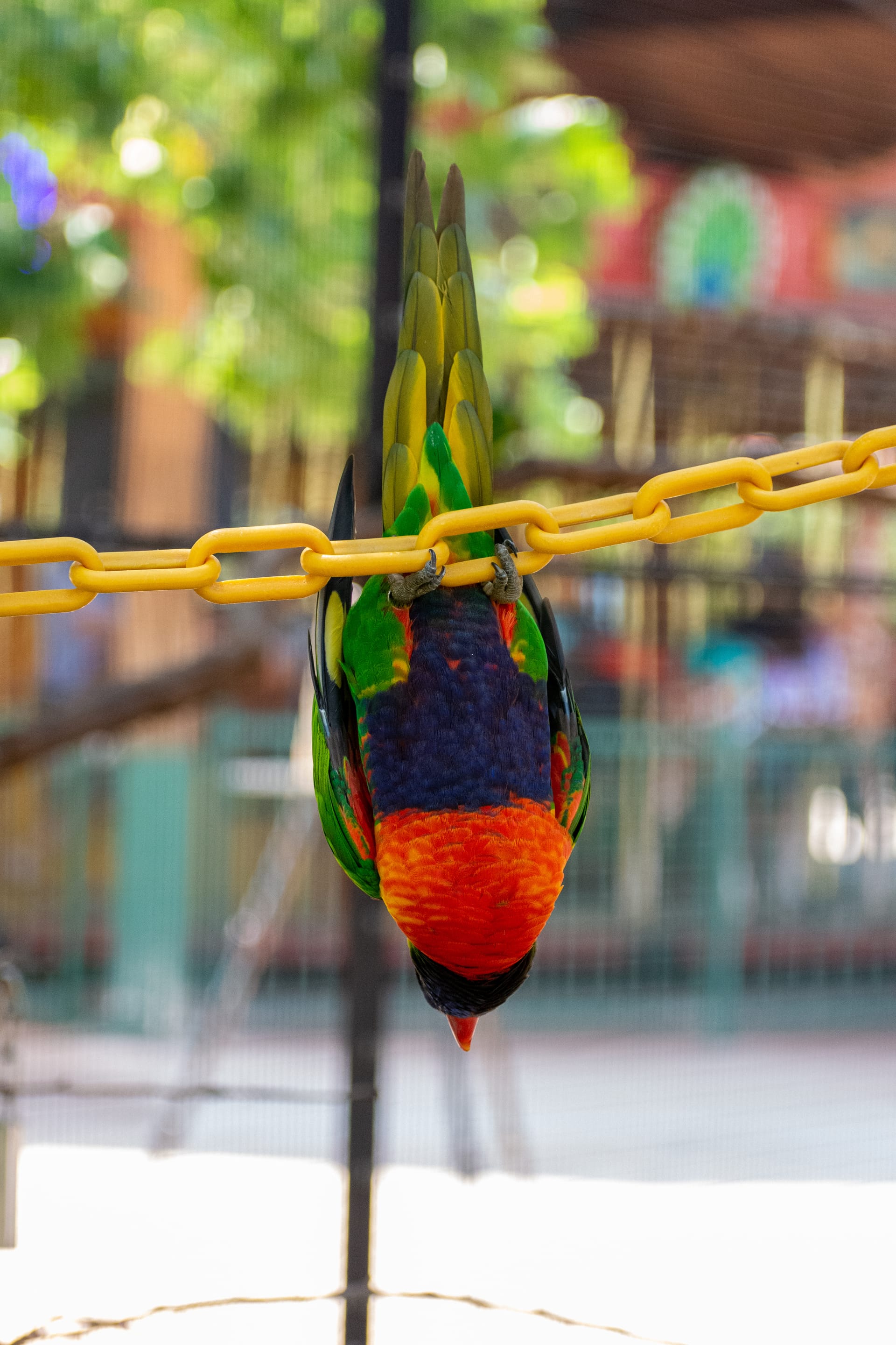 Kansas City Zoo - 2019