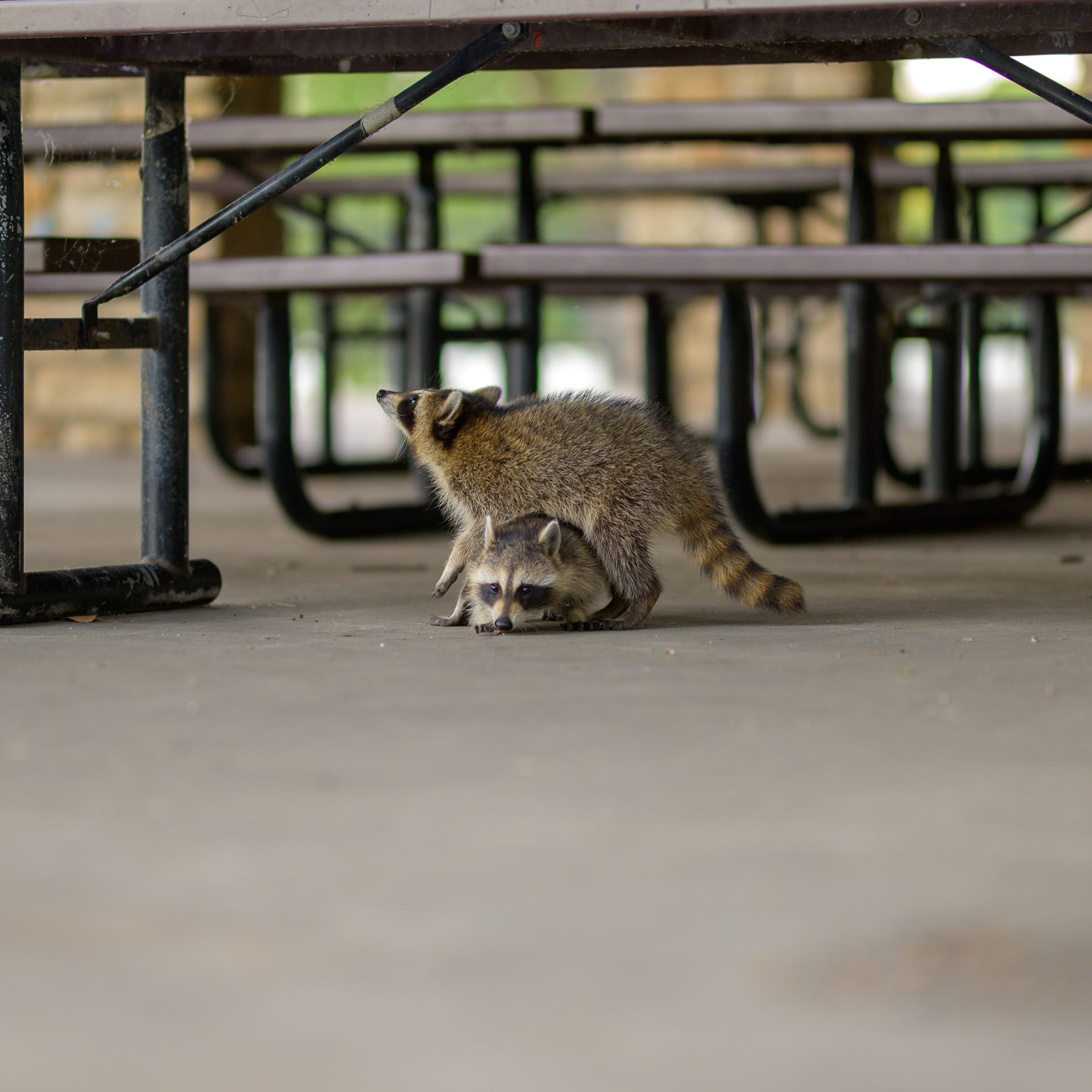 Raccoon kits