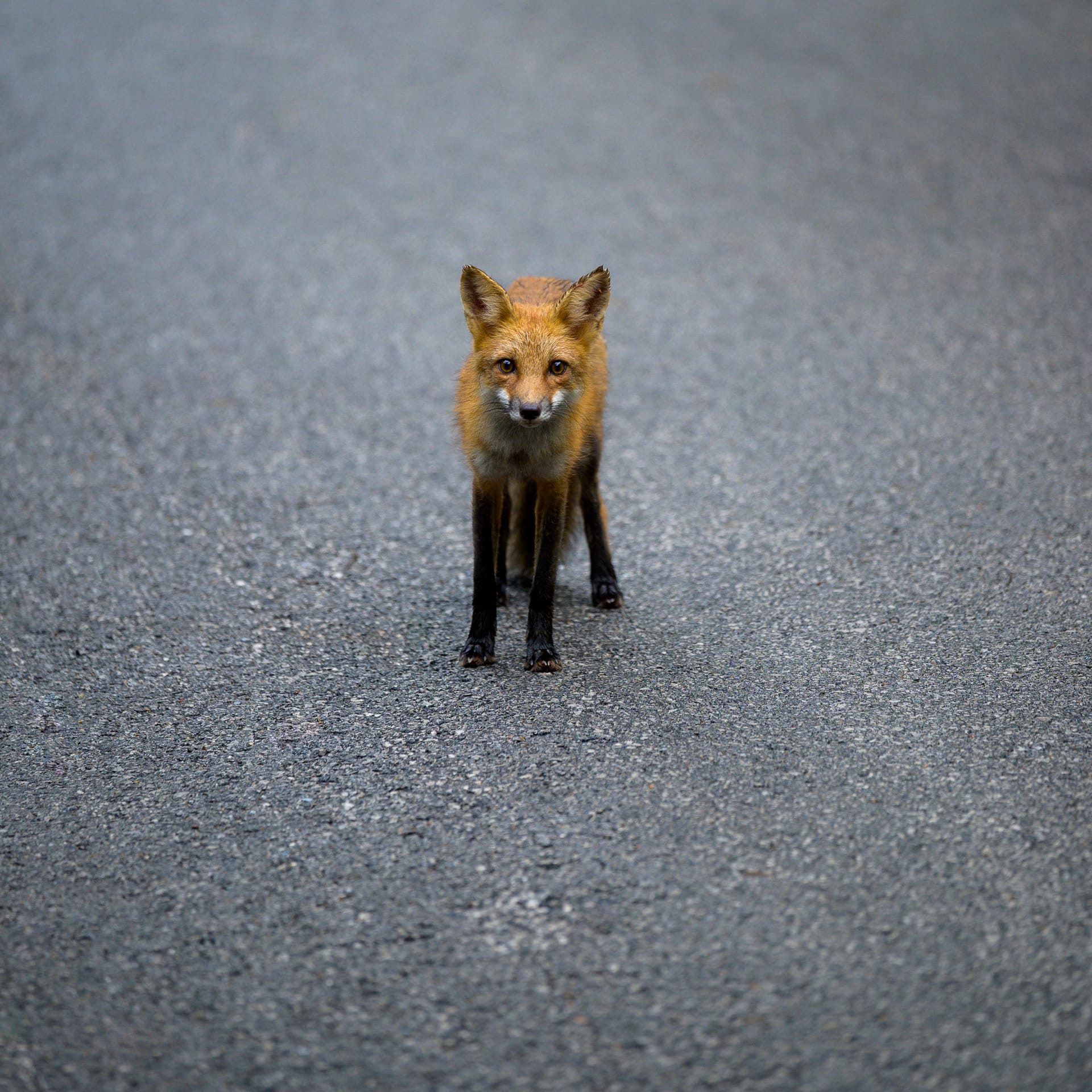 Red fox