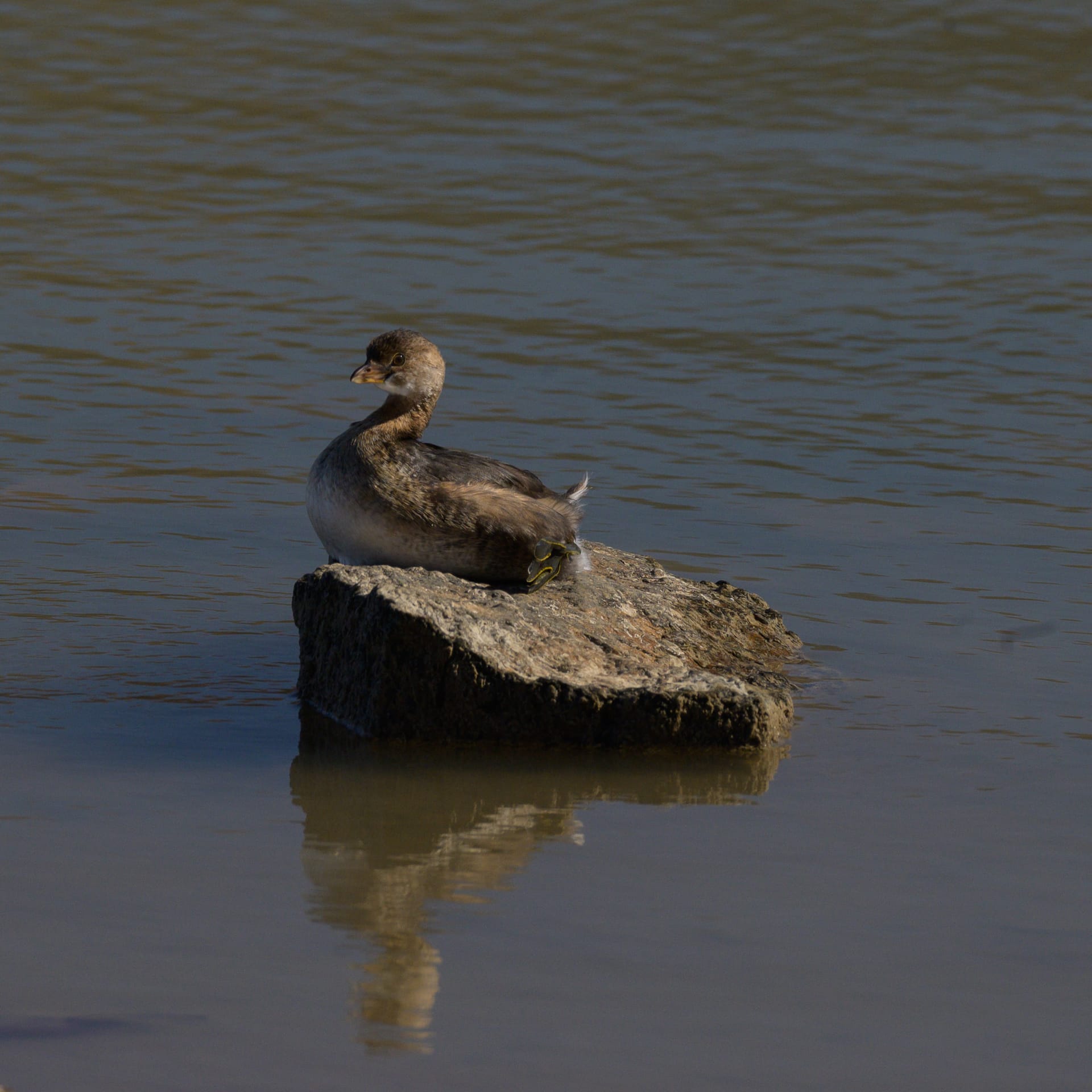 Pied-billed grebe