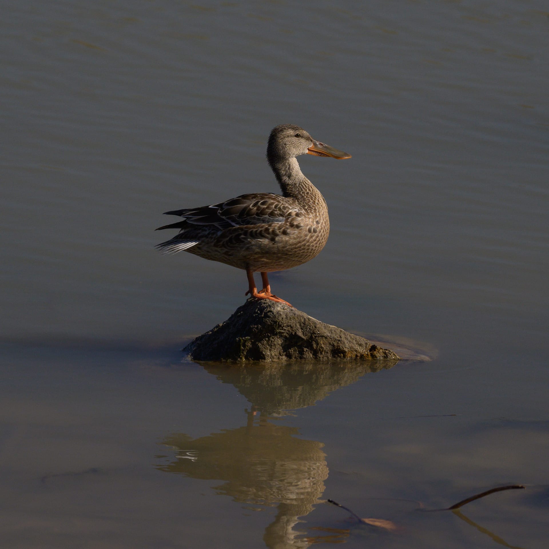 Northern shoveler