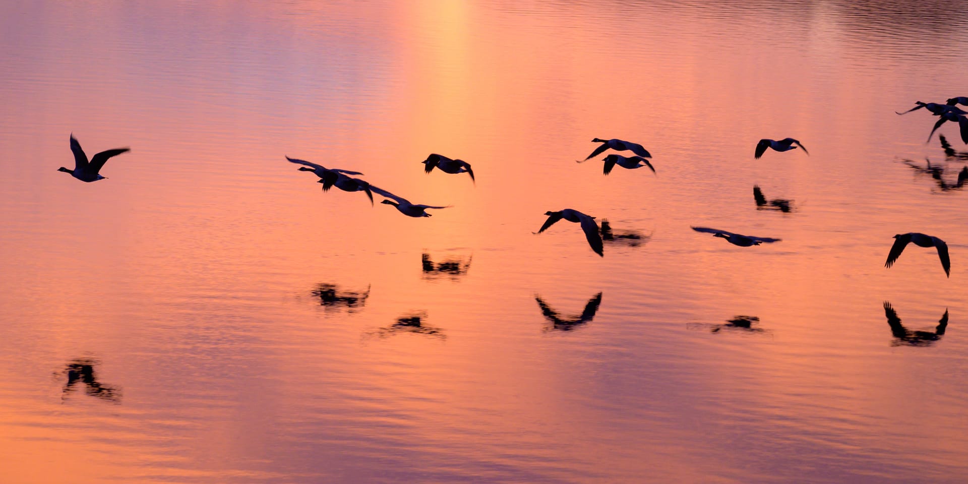 Geese flying through a sunset