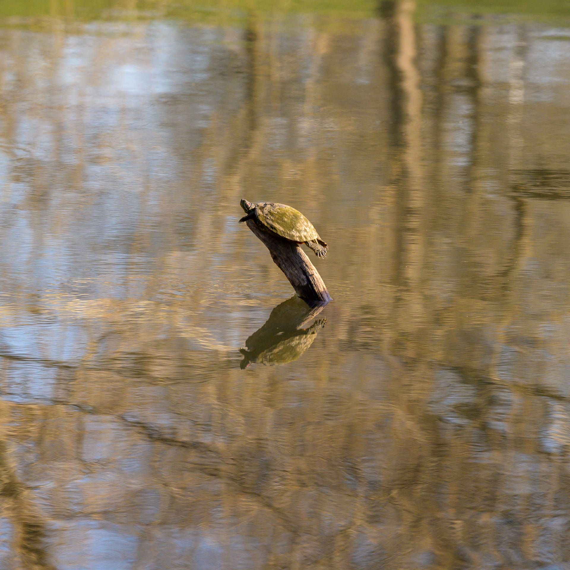 Painted turtles