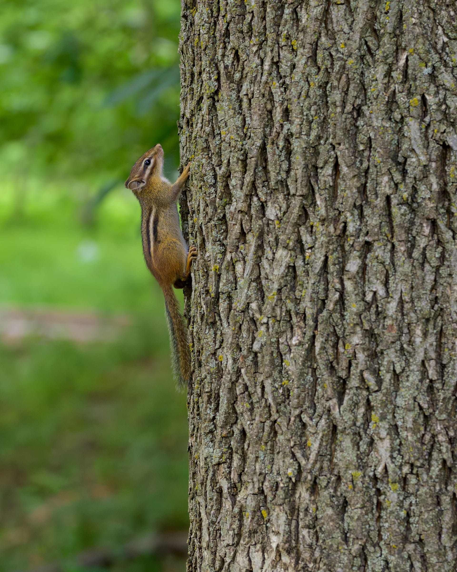 Chipmunk