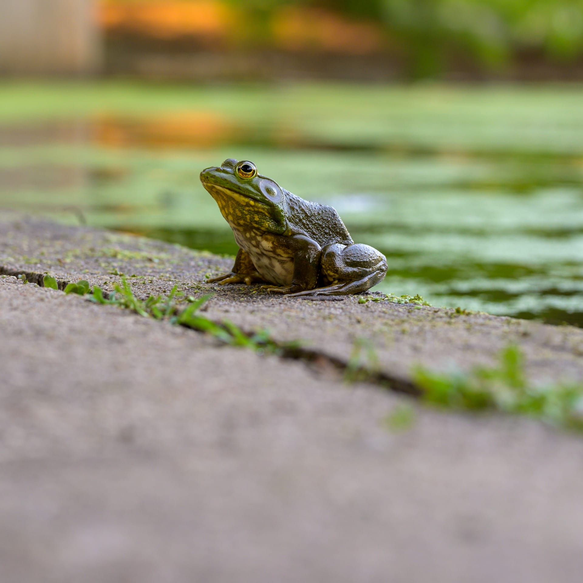 The heron and the bullfrog